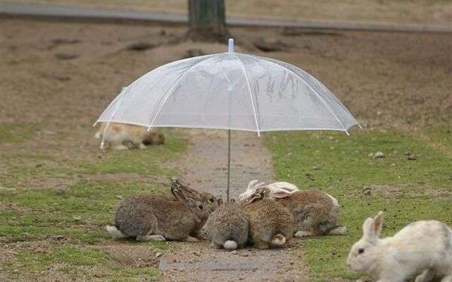 【画像】はまりまくる動物たち