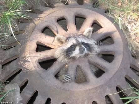 【画像】はまりまくる動物たち