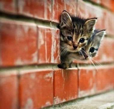 【画像】はまりまくる動物たち