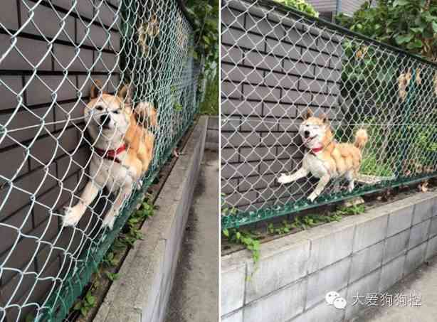 【画像】はまりまくる動物たち