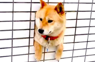 【画像】はまりまくる動物たち