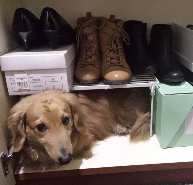 【画像】はまりまくる動物たち