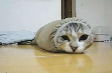 【画像】はまりまくる動物たち