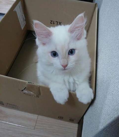 【画像】はまりまくる動物たち
