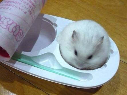 【画像】はまりまくる動物たち