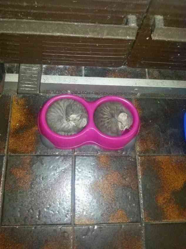 【画像】はまりまくる動物たち