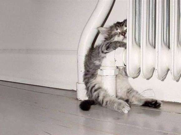 【画像】はまりまくる動物たち