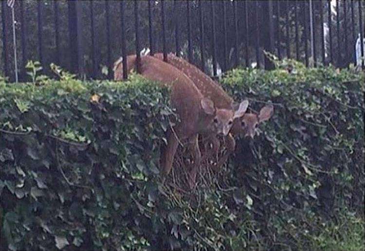 【画像】はまりまくる動物たち