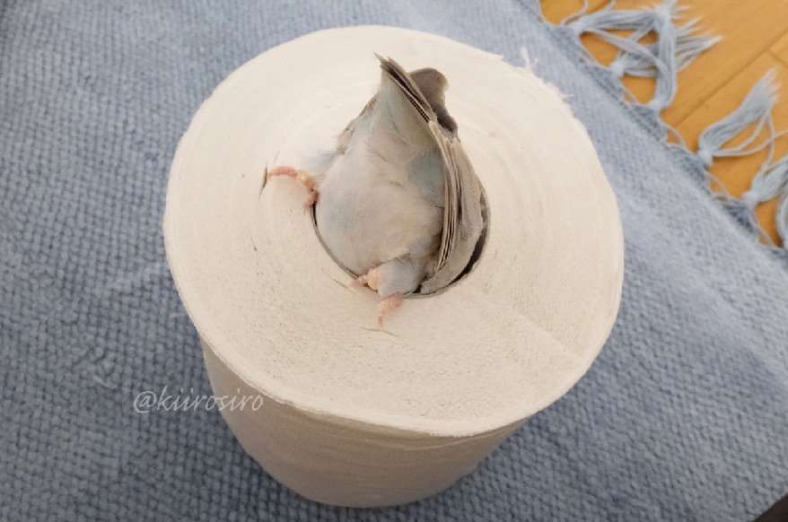 【画像】はまりまくる動物たち