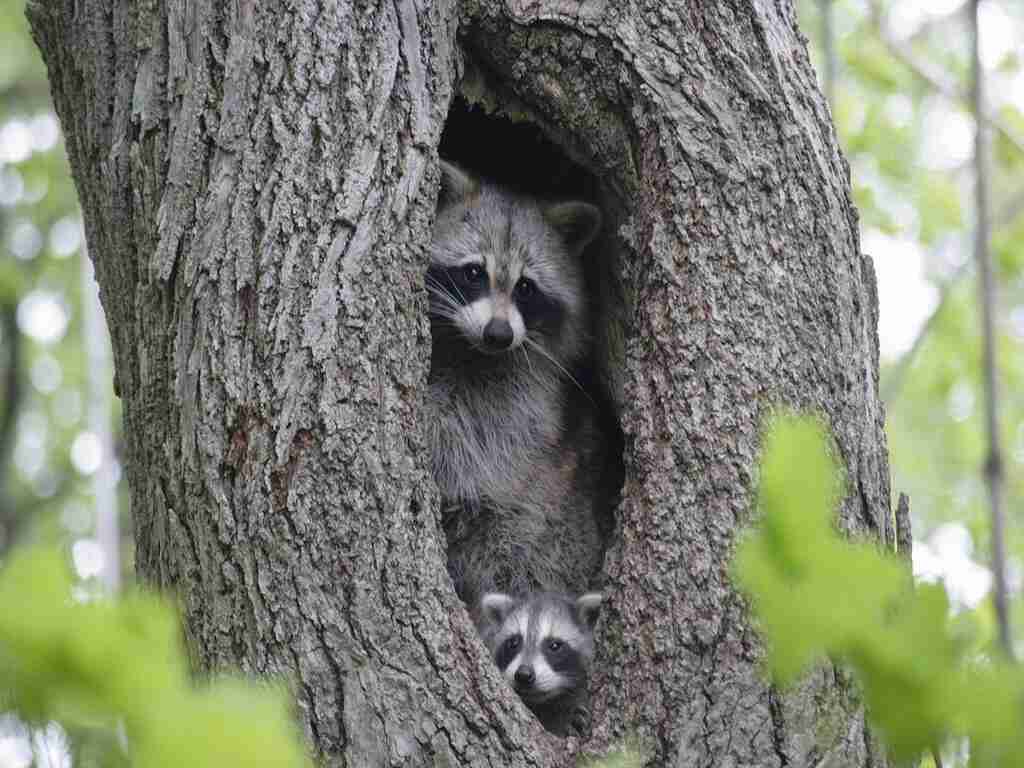 【画像】はまりまくる動物たち