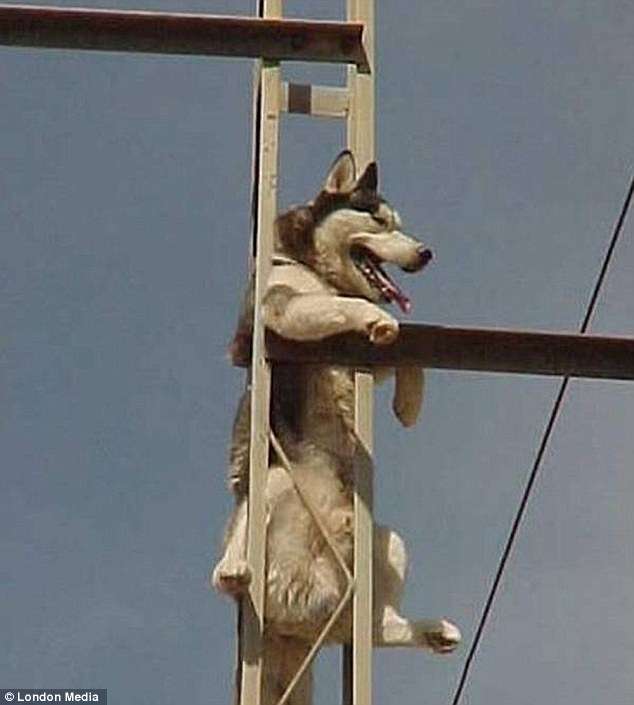 【画像】はまりまくる動物たち