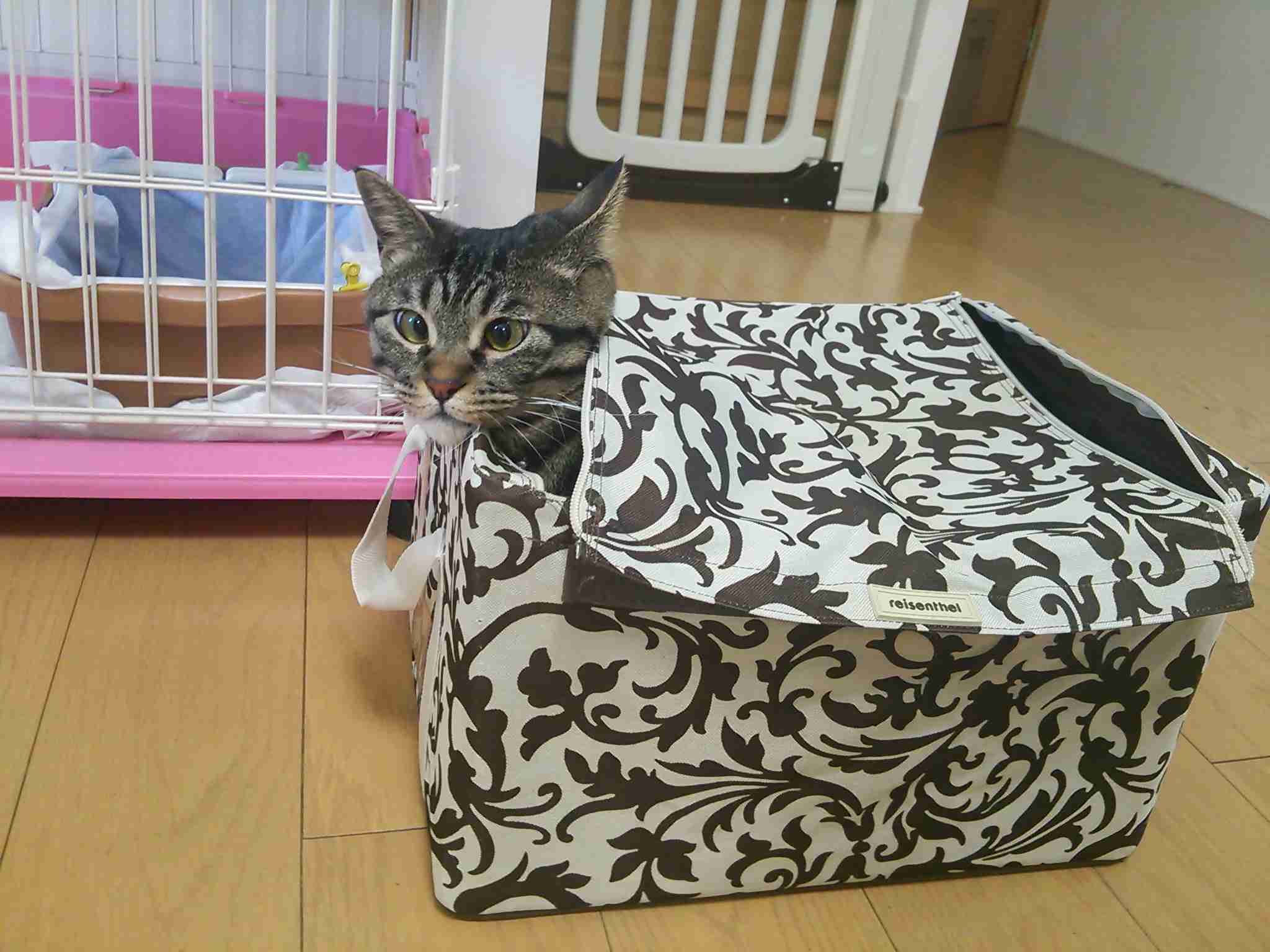 【画像】はまりまくる動物たち