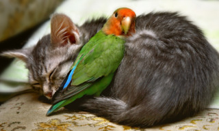 【画像】はまりまくる動物たち