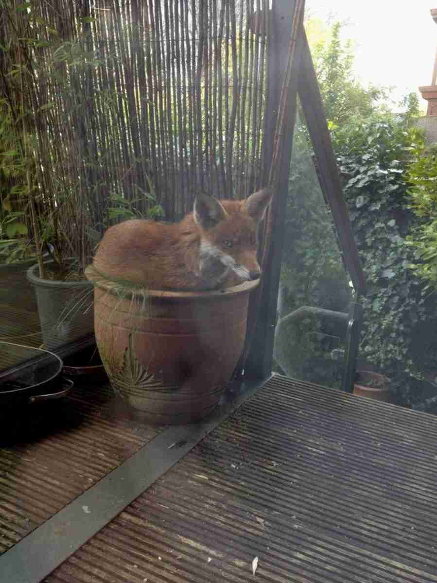 【画像】はまりまくる動物たち
