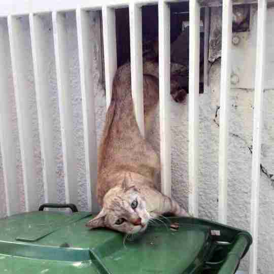 【画像】はまりまくる動物たち