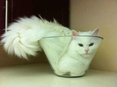 【画像】はまりまくる動物たち