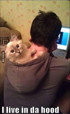 【画像】はまりまくる動物たち