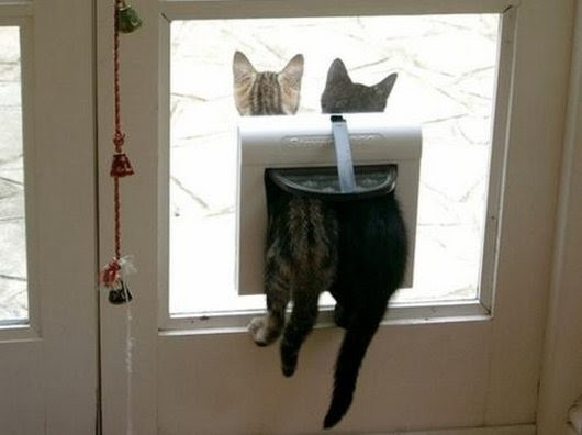 【画像】はまりまくる動物たち