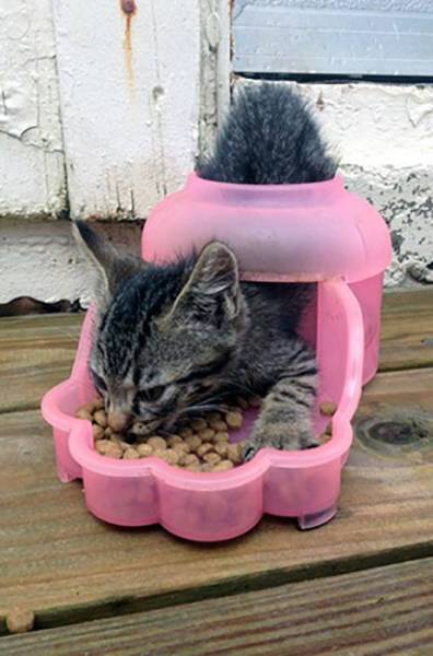【画像】はまりまくる動物たち