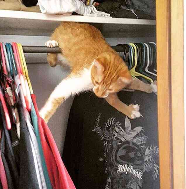 【画像】はまりまくる動物たち