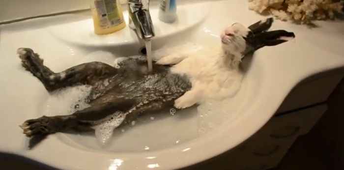 【画像】はまりまくる動物たち