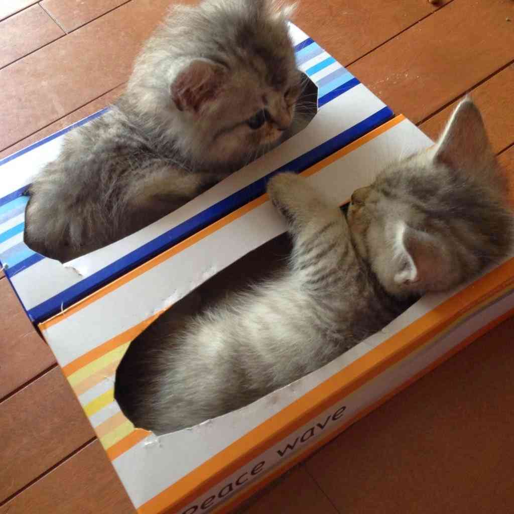 【画像】はまりまくる動物たち