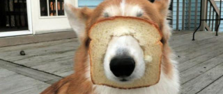 【画像】はまりまくる動物たち