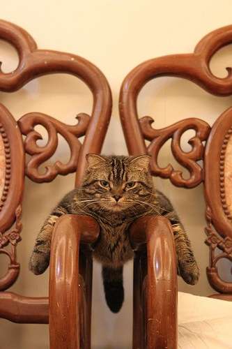 【画像】はまりまくる動物たち
