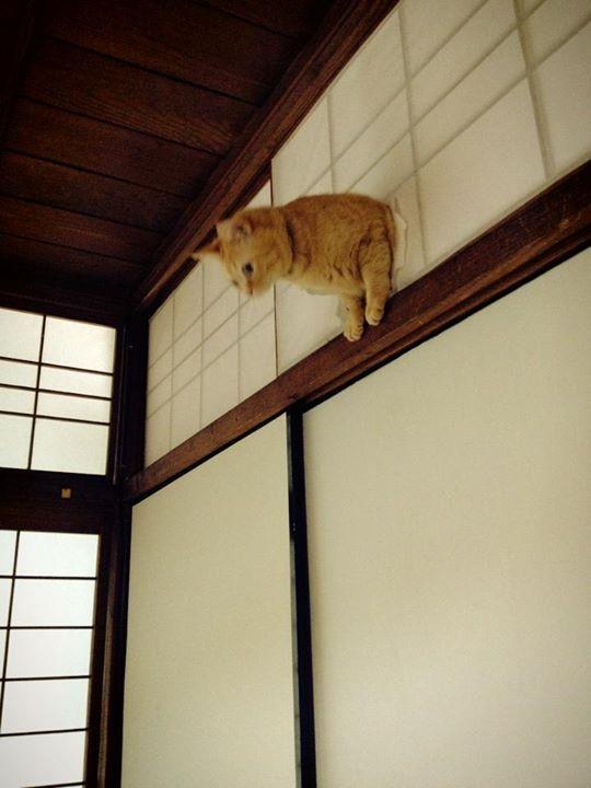 【画像】はまりまくる動物たち