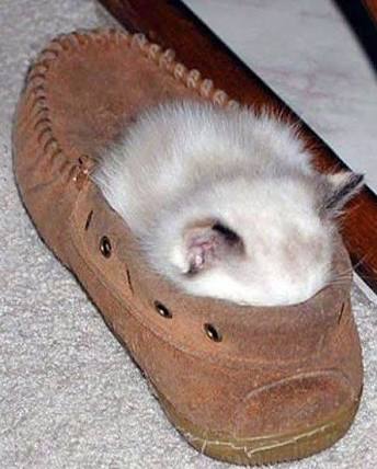 【画像】はまりまくる動物たち
