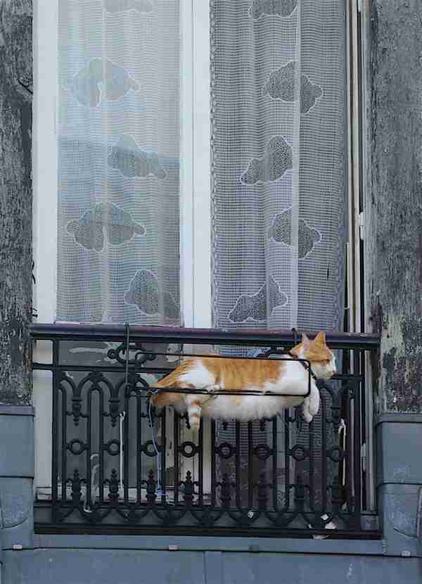【画像】はまりまくる動物たち