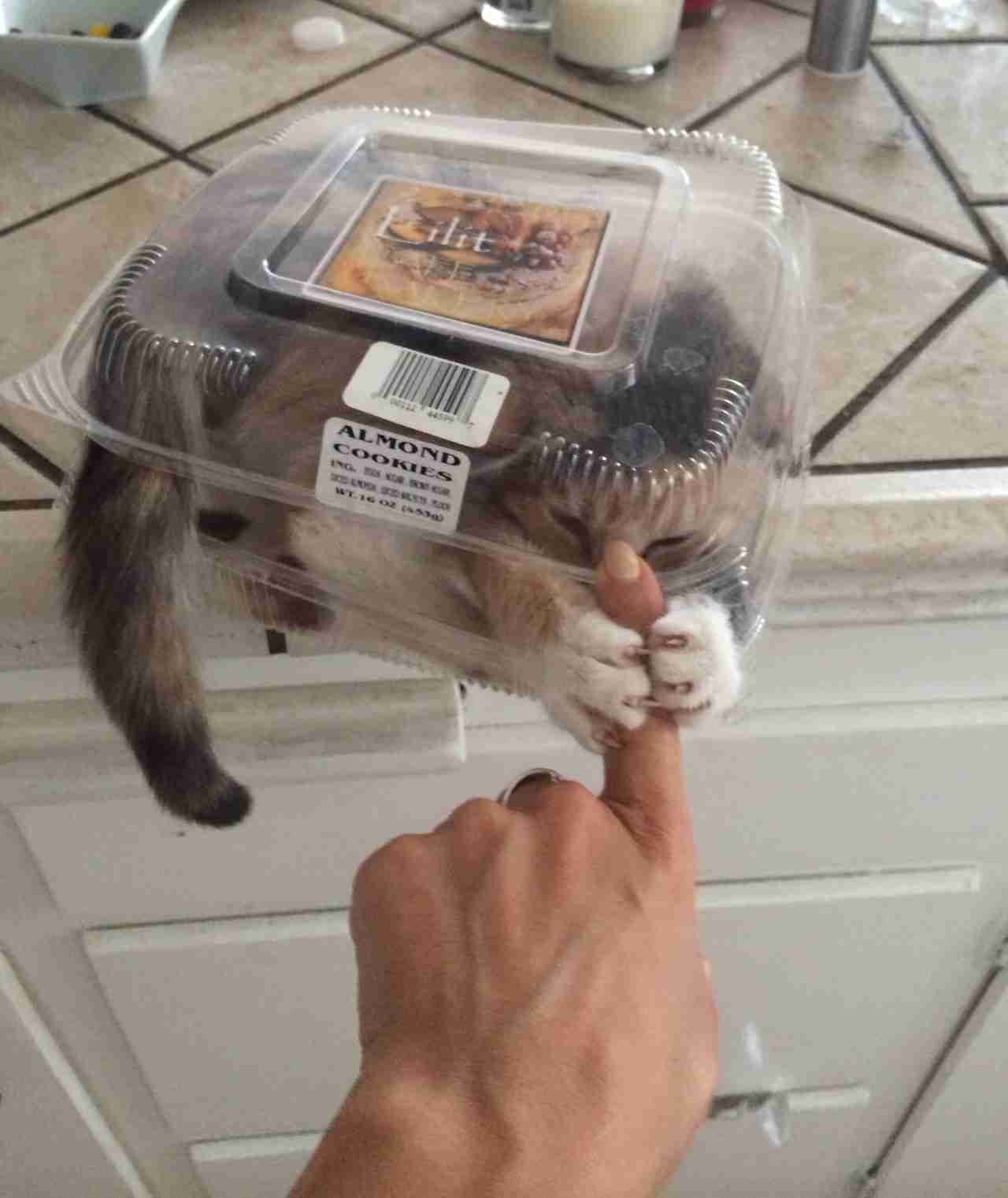 【画像】はまりまくる動物たち