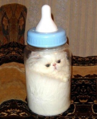 【画像】はまりまくる動物たち