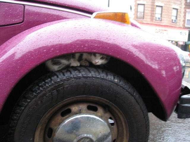 【画像】はまりまくる動物たち