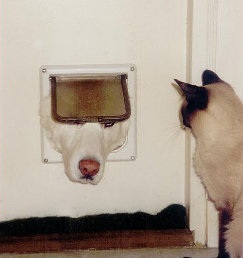 【画像】はまりまくる動物たち