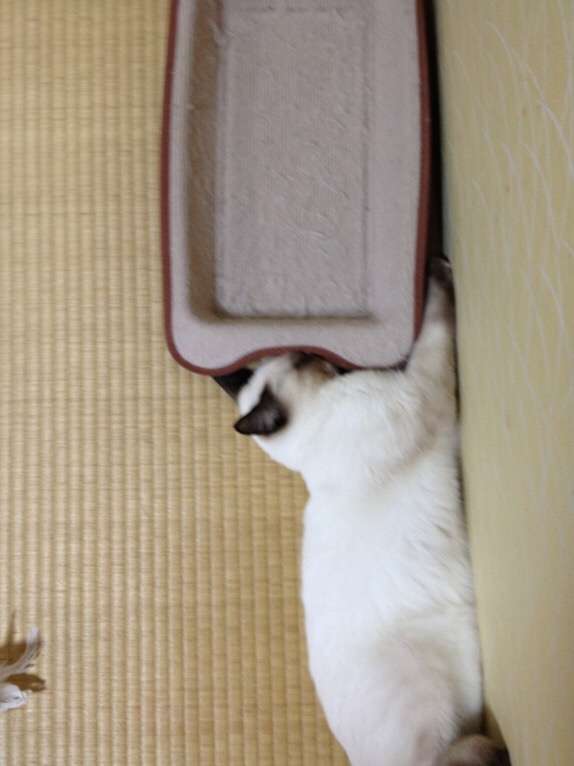 【画像】はまりまくる動物たち