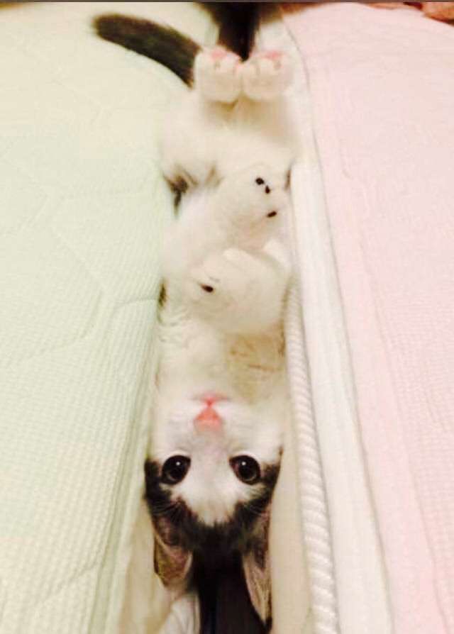 【画像】はまりまくる動物たち