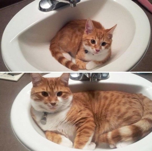 【画像】はまりまくる動物たち