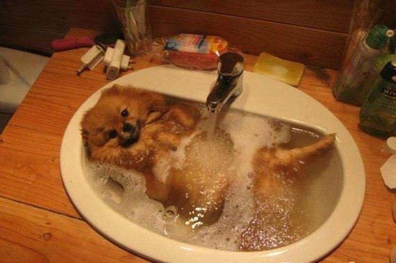 【画像】はまりまくる動物たち