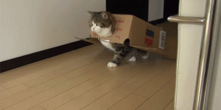 【画像】はまりまくる動物たち