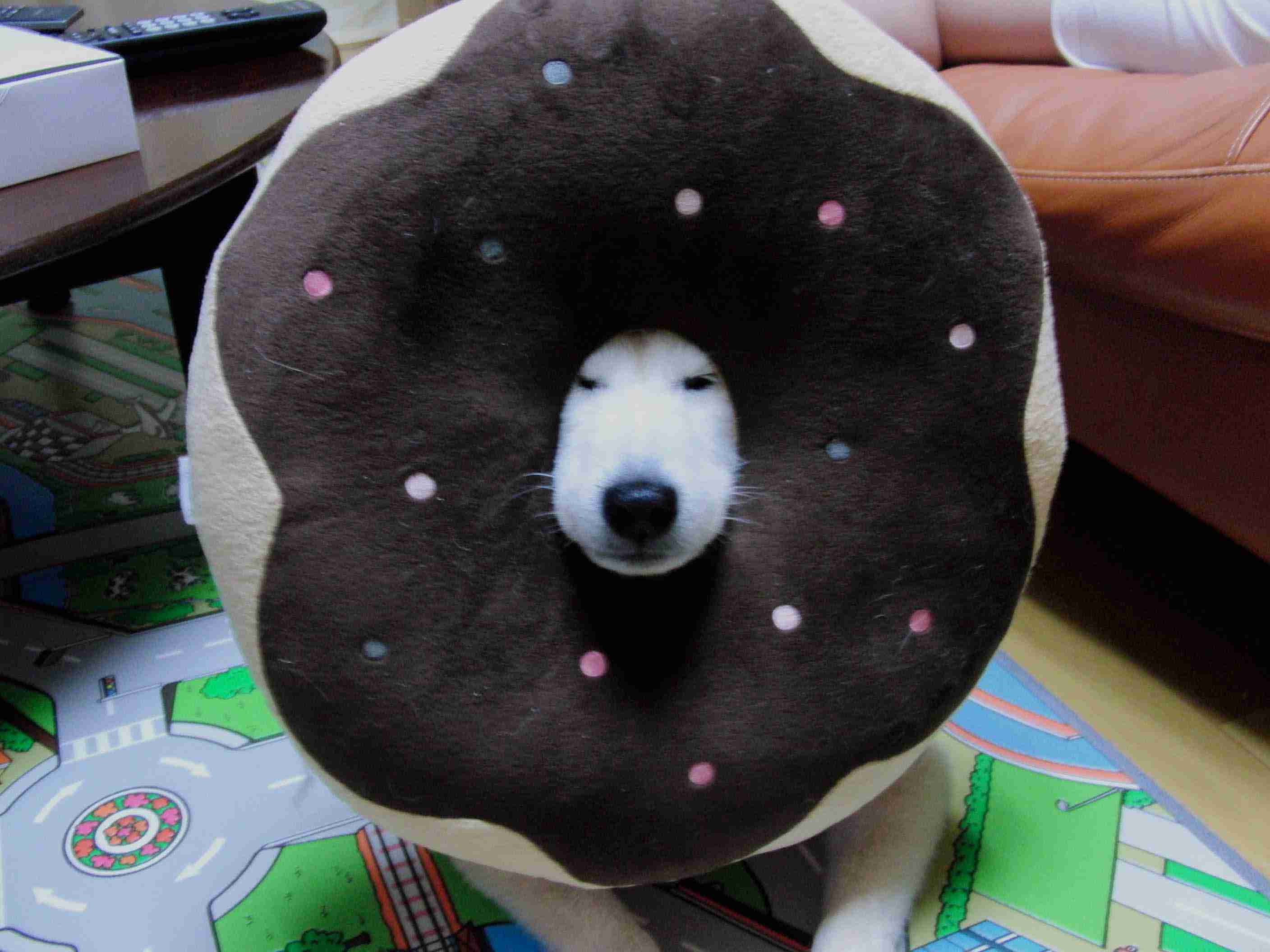 【画像】はまりまくる動物たち