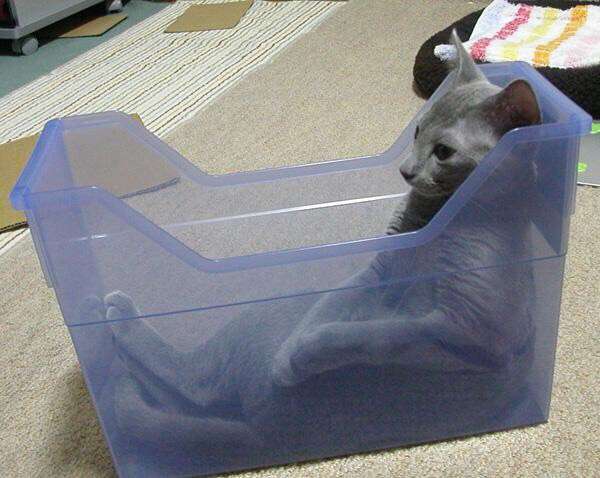【画像】はまりまくる動物たち