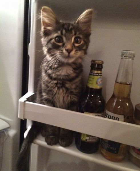 【画像】はまりまくる動物たち