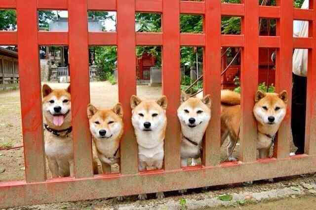 【画像】はまりまくる動物たち