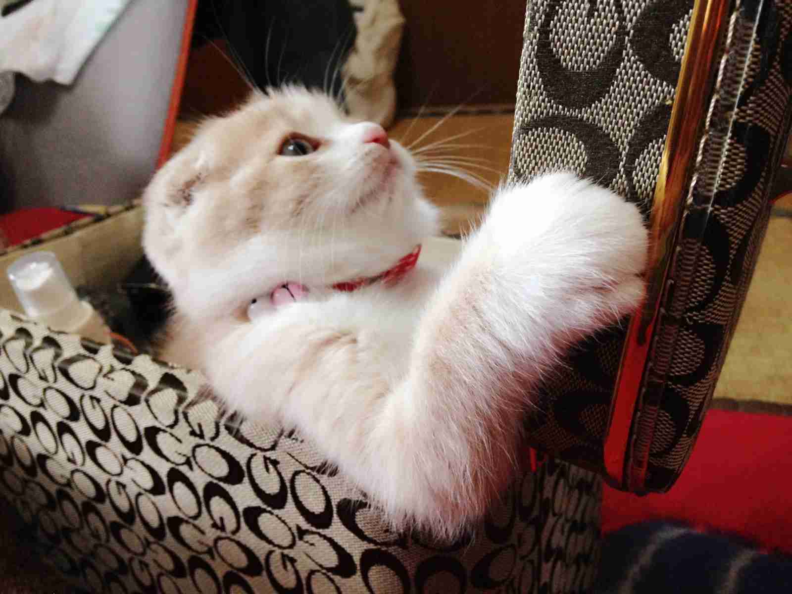 【画像】はまりまくる動物たち