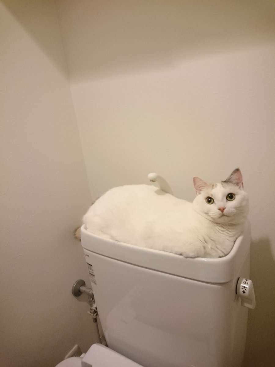 【画像】はまりまくる動物たち