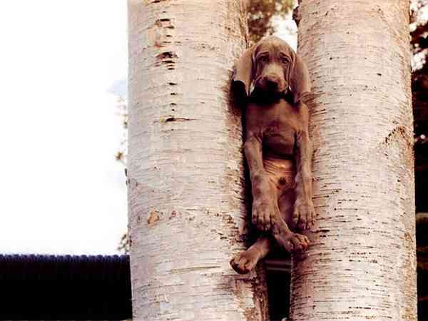 【画像】はまりまくる動物たち