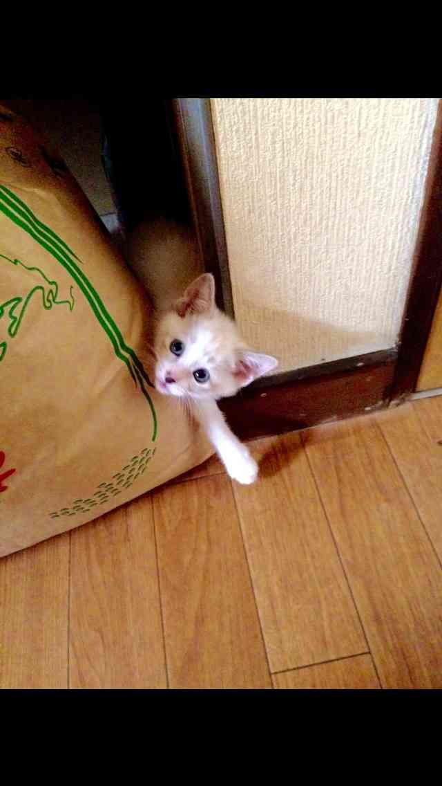 【画像】はまりまくる動物たち