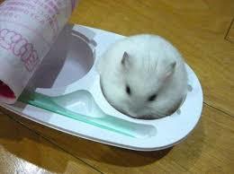 ずっと消したくない大事な画像