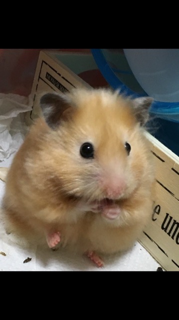 ずっと消したくない大事な画像